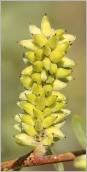 Fig. 7 - Chaton femelle cylindrique, dense et sessile (subsp. angustior).