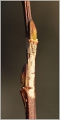Fig. 3 - Bourgeons appliqués et rameau présentant des plaques décolorées blanchâtres.