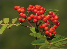 Fig. 6 - Fruits (sorbes) globuleux, rouge vif à orangés.