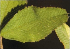 Fig. 5 - Foliole finement dentée, tronquée ou échancrée au sommet.