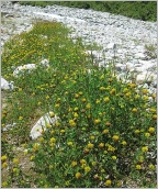 Fig. 7 - Situation pionnière en terrasse alluviale sur matériaux grossiers.