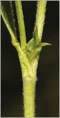 Fig. 3 - Tige dressée couverte de poils blanchâtres et stipules triangulaires soudées à la base.