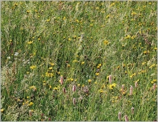 Fig. 7 - Situation typique dans une prairie de fauche montagnarde (Polygono-Trisetion).