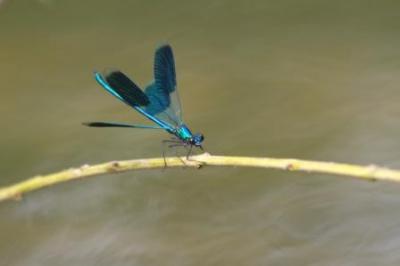 p108_calopteryx_splendens5_b.jpg