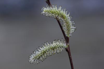 p164_Fig8_Salix_Purpurea_b.jpg