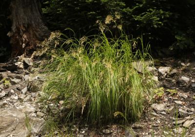 p74_Stipa_calamagrostis_LB_b.jpg