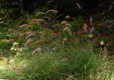p76_Calamagrostis_varia_LB_b.jpg