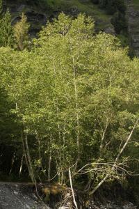 p78_Alnus_incana_LB_b.jpg