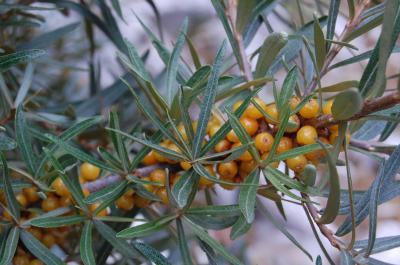 p81_Hippophae_rhamnoides_PP_b.jpg