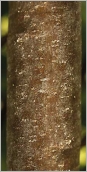 Fig. 2 - Écorce du tronc brun-rouge.