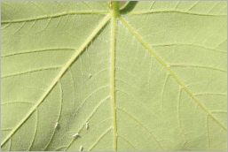 Fig. 5 - Feuille vert blanchâtre au revers.