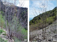 Fig. 8 - L’érable sycomore est une espèce dotée d’une forte capacité de régénération (a), capable de se développer sur des terrains à forte pente régulièrement perturbés (b).
