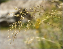 Fig. 4 - Panicule généralement étalée à la floraison.