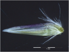 Fig. 6 - Base de la glumelle entourée d’un faisceau de poils atteignant la moitié de la longueur de celle-ci.