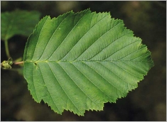 Fig. 4 - Feuille à face supérieure vert foncé.