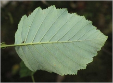 Fig. 5 - Feuille blanchâtre au revers.