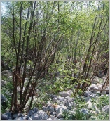 Fig. 8 - Situation en terrasse alluviale sur substrat grossier.