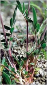 Fig. 2 - Tiges plus ou moins velues (subsp. polyphylla).