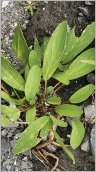 Fig. 3 - Feuilles souvent unifoliées (subsp. alpestris).