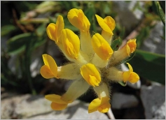 Fig. 4 - Inflorescence (subsp. alpestris).