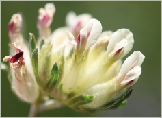 Fig. 6 - Inflorescence (subsp. valesiaca).