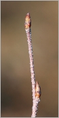 Fig. 3 - Bourgeons coniques sur rameau de l’année verruqueux.