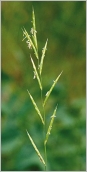 Fig. 5 - Inflorescence en épi allongé.