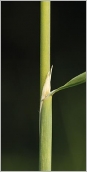 Fig. 3 - Ligule longue et laciniée.