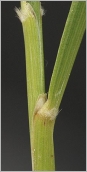 Fig. 3 - Ligule lacérée et faisceau de poils à la base des feuilles.