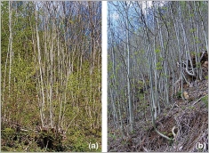 Fig. 7 - Deux aptitudes permettant au frêne de se développer sur des terrains instables à forte pente : (a) rejets de souche et (b) souplesse des tiges aériennes.