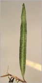 Fig. 4 - Feuille vert sombre ponctuée de gris sur la face supérieure.