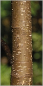 Fig. 2 - Écorce vert brunâtre pourvue de nombreuses lenticelles grisâtres.