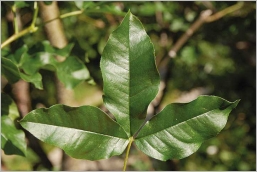 Fig. 4 - Feuille vert foncé, luisante à la face supérieure.