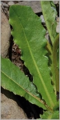 Fig. 3 - Feuille grossièrement dentée (subsp. hastilis).