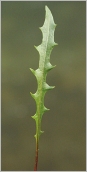Fig. 4 - Feuille à divisions étroites (subsp. hyoseroides).