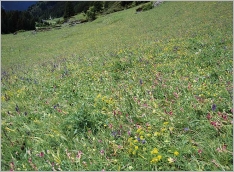 Fig. 6 - Situation en pelouse sèche montagnarde intra-alpine (Mesobromion).