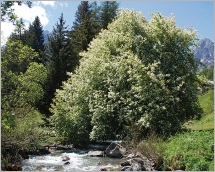 Fig. 1 - Port pouvant devenir arboré.