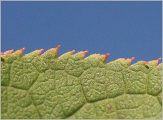 Fig. 4 - Marge des feuilles finement et régulièrement denticulée.