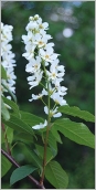 Fig. 7 - Inflorescence en grappe dressée (subsp. borealis).