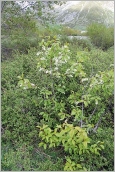 Fig. 9 - Situation sur terrasse alluviale en compagnie de saules alpins.