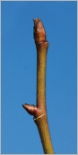 Fig. 3 - Bourgeons ovoïdes à côniques, l’axillaire étant écarté du rameau.