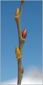 Fig. 2 - Bourgeons jaunes à rouge orangé sur rameau de l’année velu.