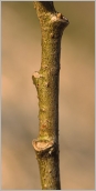 Fig. 3 - Rameau de 2 ans glabre, pourvu de nombreuses cicatrices foliaires saillantes.