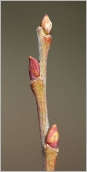 Fig. 2 - Bourgeons rougeâtres et rameau de l’année pubescent.