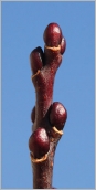 Fig. 3 - Bourgeons globuleux sur rameau de l’année noirâtre.