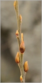 Fig. 3 - Bourgeons foliaires et floraux sur rameau de l’année.
