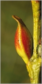 Fig. 3 - Bourgeon floral en « bec de canard ».