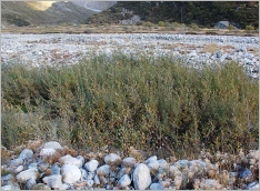Fig. 9 - Stade pionnier à Salix daphnoides et Myricaria germanica (Salici-Myricarietum).