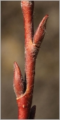 Fig. 3 - Bourgeons floraux sur rameau de l’année rougeâtre.