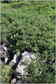 Fig. 8 - Situation typique sur blocs en association avec Salix foetida.